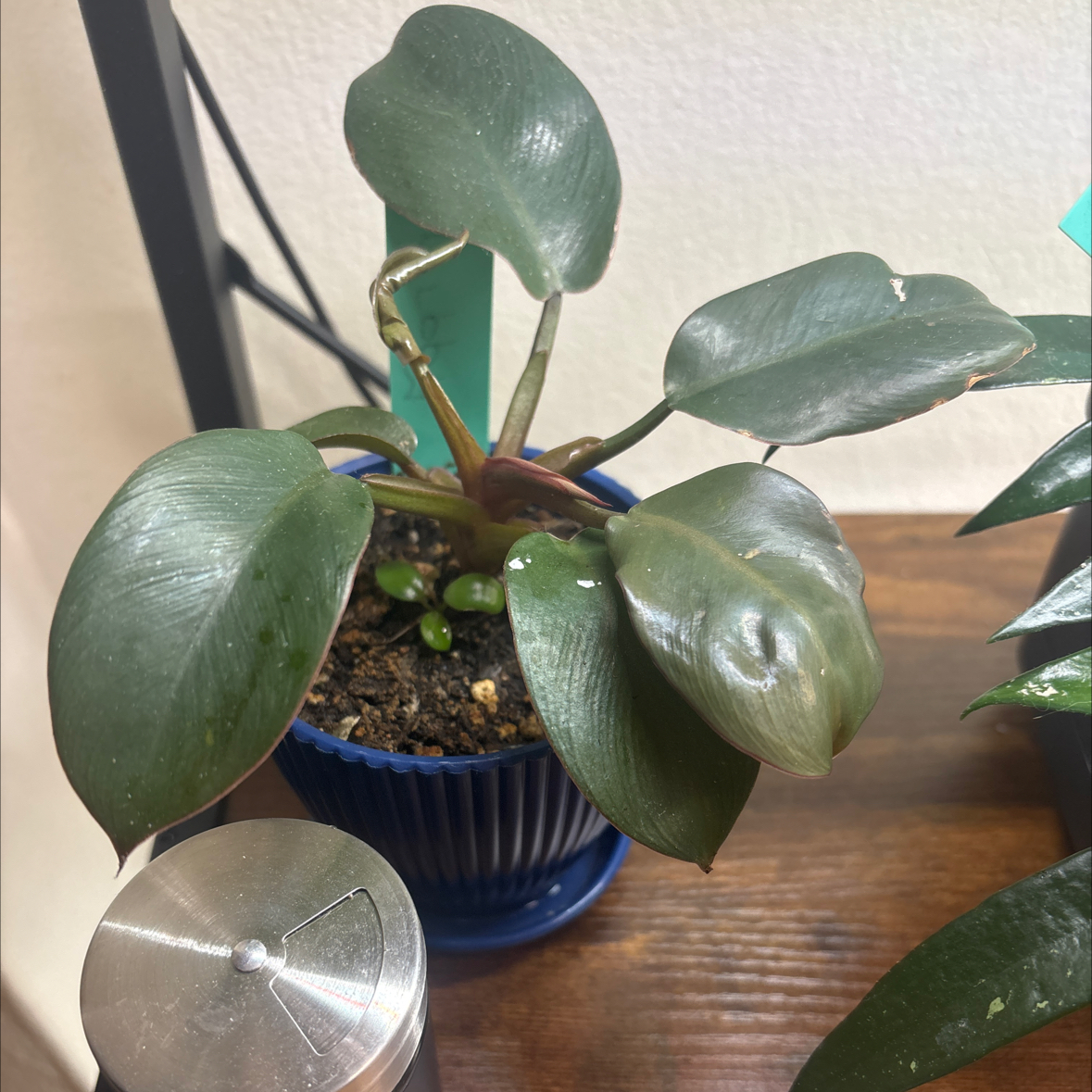 Photo of the plant species Royal Queen Philodendron by @FitBrowallia named Libby on Greg, the plant care app