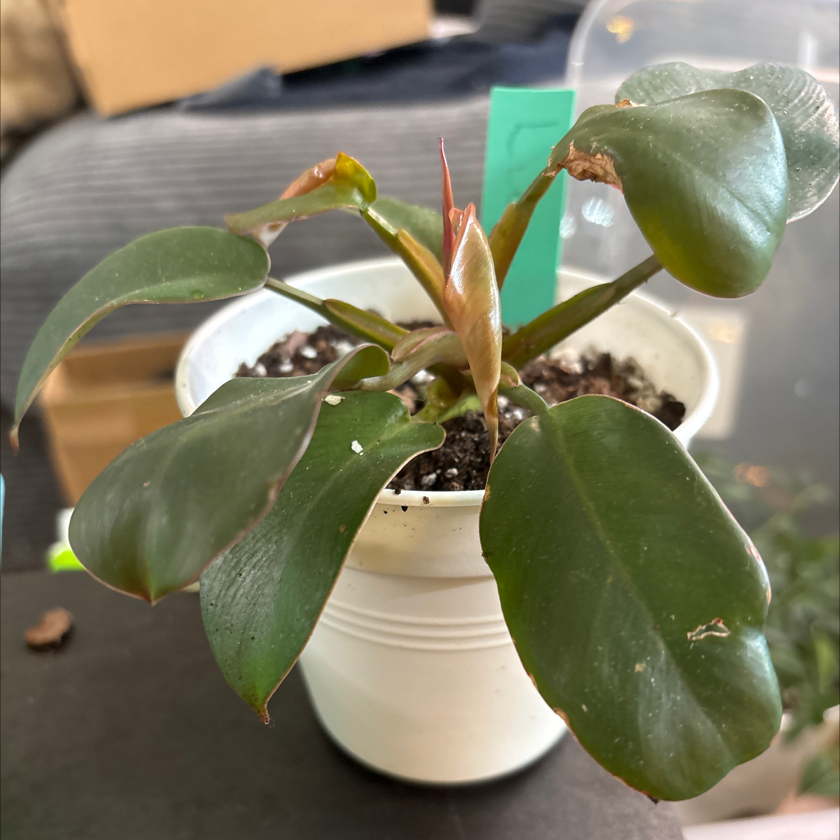 Photo of the plant species Royal Queen Philodendron by @FitBrowallia named Libby on Greg, the plant care app