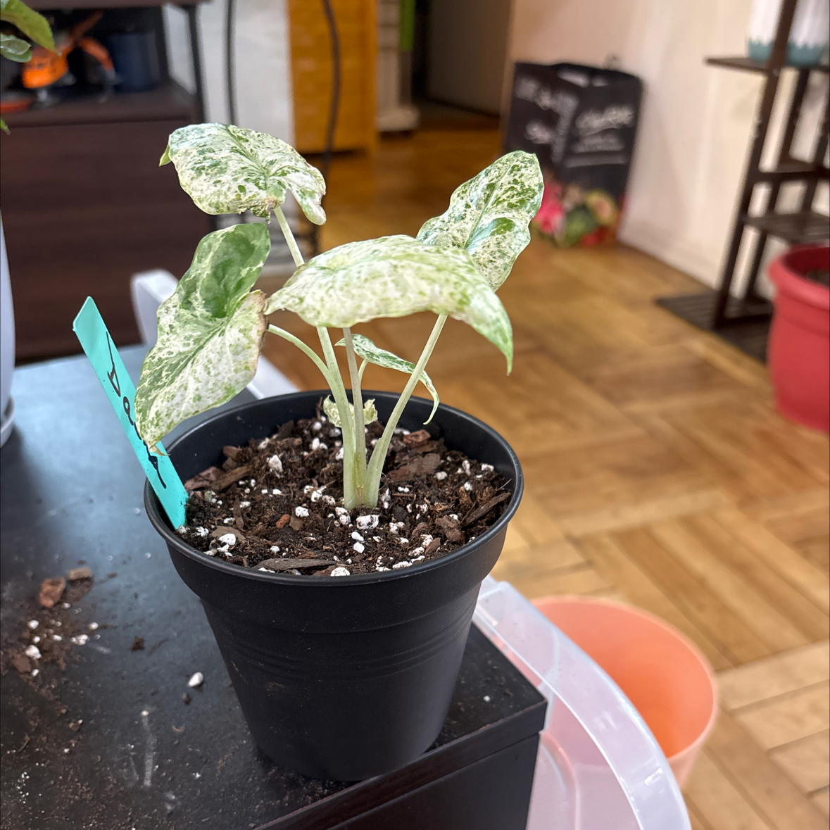Photo of the plant species Alocasia Odora Batik Varigetated by @FitBrowallia named Dasha on Greg, the plant care app