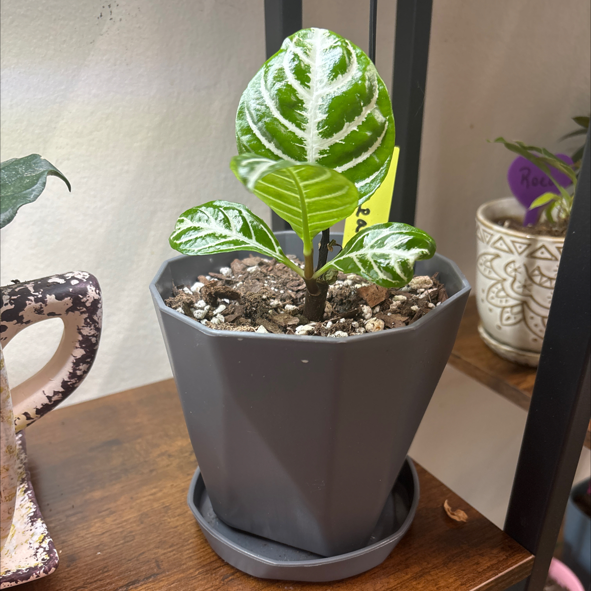 Photo of the plant species Blizzard by @FitBrowallia named Claramae on Greg, the plant care app