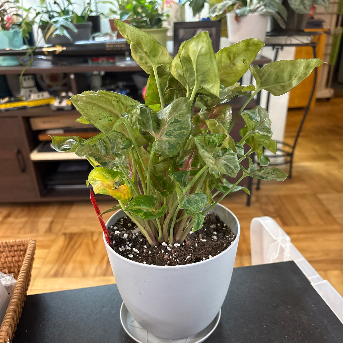 Photo of the plant species Syngonium podophyllum 'Christmas' by @FitBrowallia named Primrose on Greg, the plant care app