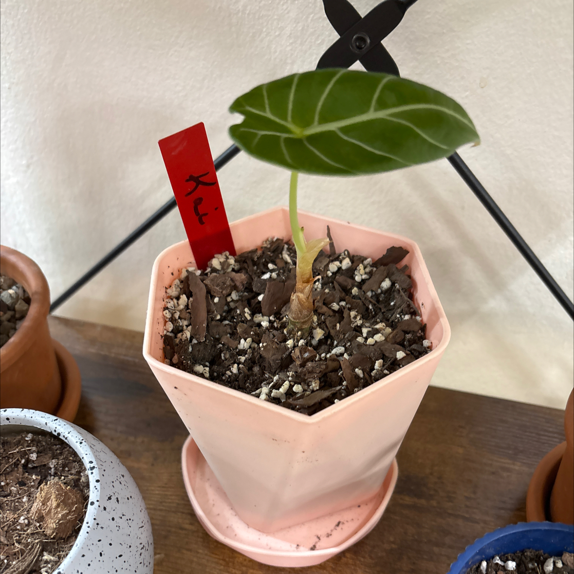 Photo of the plant species Alocasia Watsoniana Lightning by @FitBrowallia named Kai on Greg, the plant care app