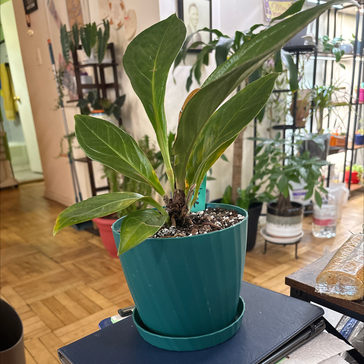 Photo of the plant species Lovely Green by @FitBrowallia named Ledger on Greg, the plant care app