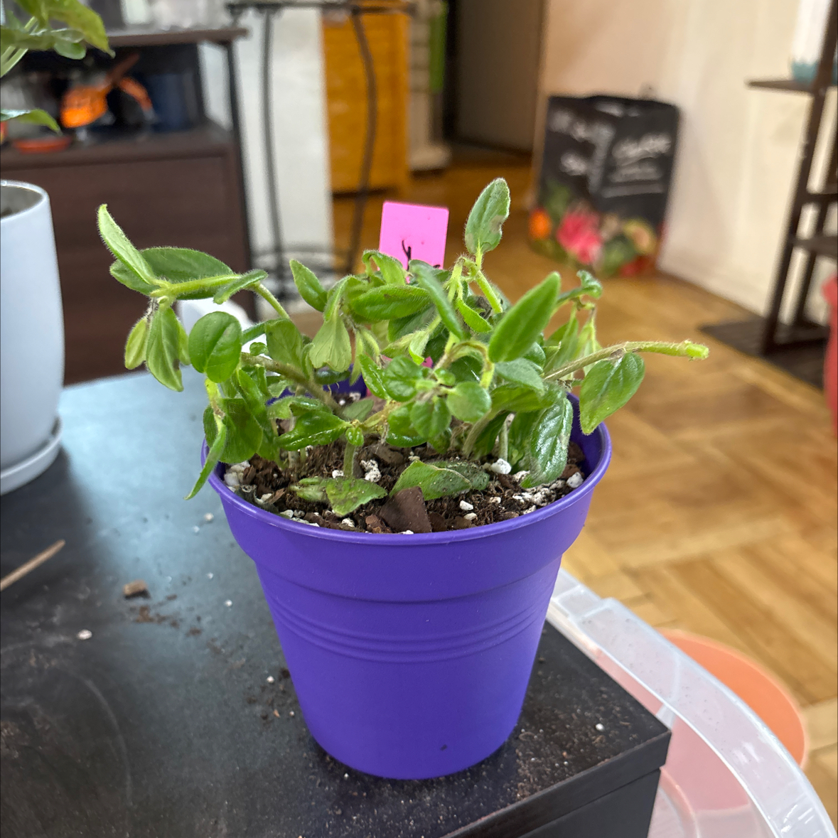 Photo of the plant species Bolero Bicolor Lipstick by @FitBrowallia named Ajoy on Greg, the plant care app