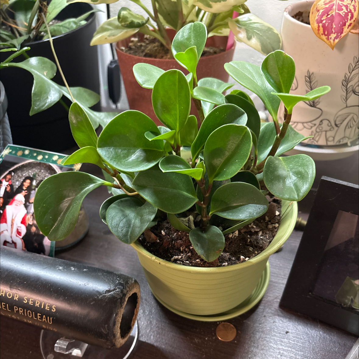 Photo of the plant species green peperomia by @FitBrowallia named Beckett on Greg, the plant care app