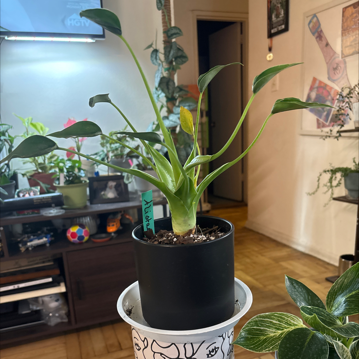 Photo of the plant species Alocasia Tiny Dancers by @FitBrowallia named Alistar on Greg, the plant care app