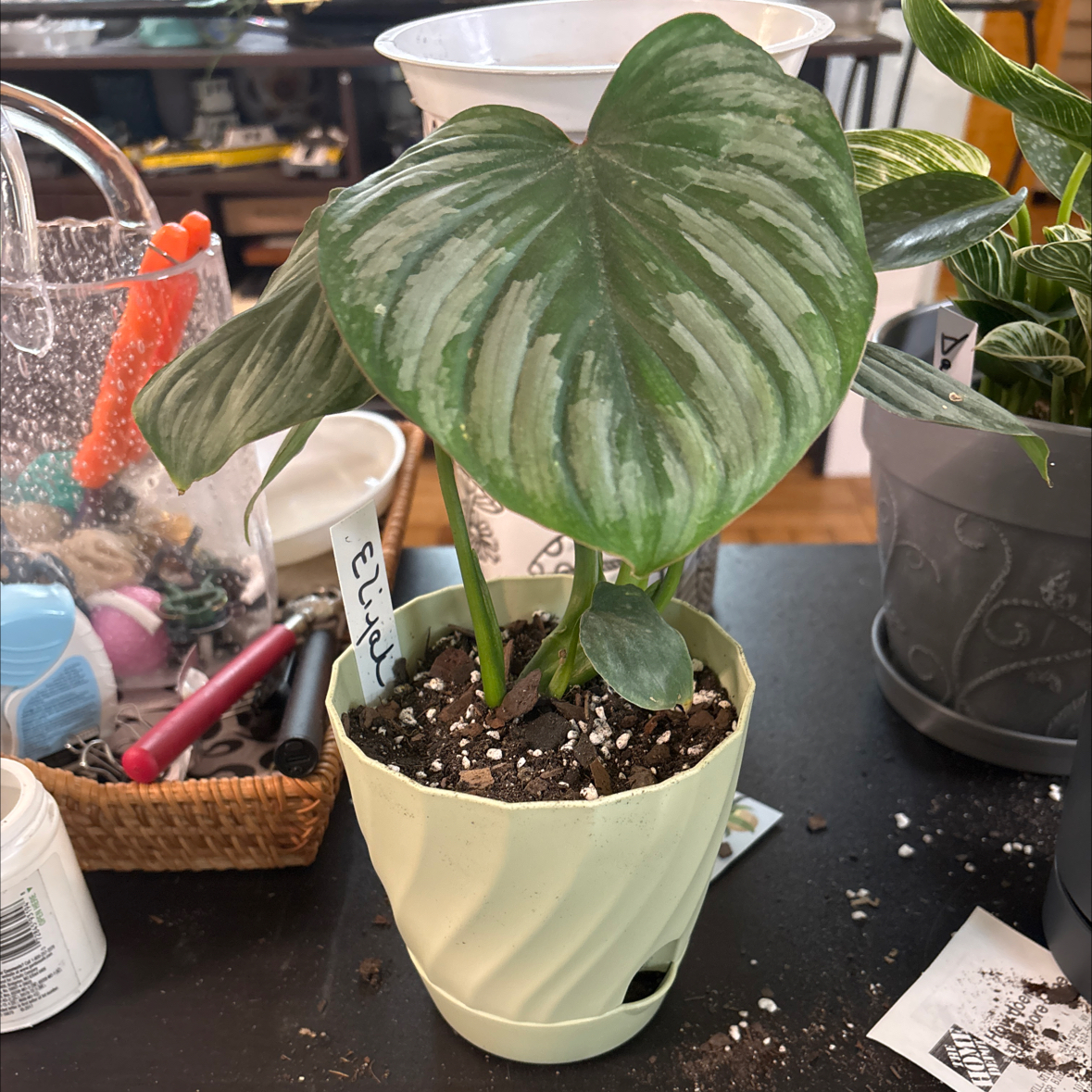 Photo of the plant species Philodendron mamei by @FitBrowallia named Elijah on Greg, the plant care app