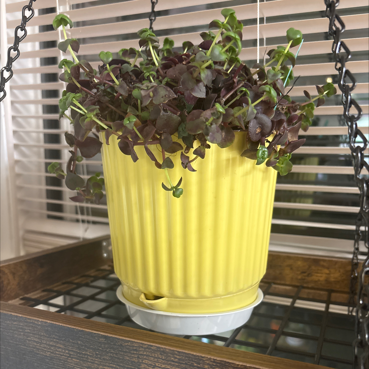 Photo of the plant species Crassula 'Calico Kitten' by @FitBrowallia named Kitty on Greg, the plant care app