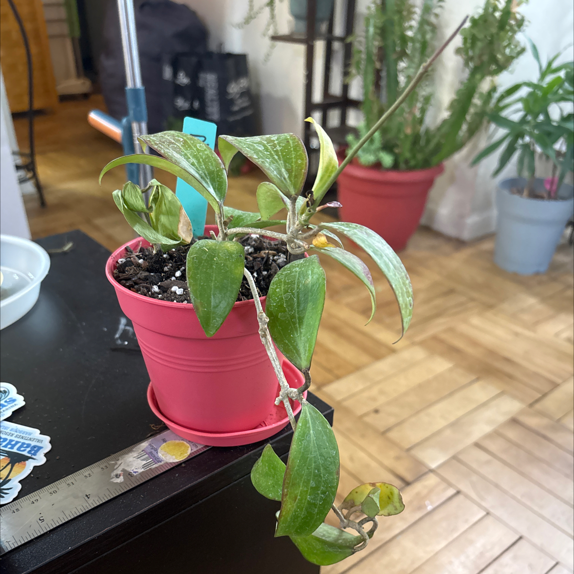 Photo of the plant species Hoya merilli by @FitBrowallia named Meri on Greg, the plant care app