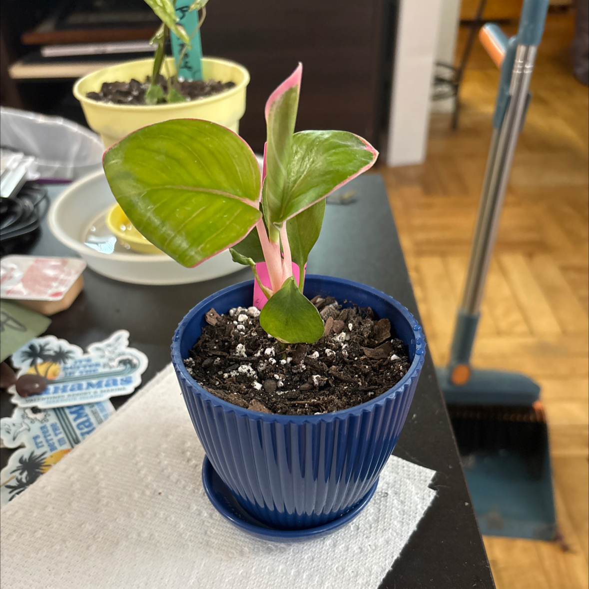 Photo of the plant species Aglaonema 'Pink Khanza' by @FitBrowallia named Izzy on Greg, the plant care app