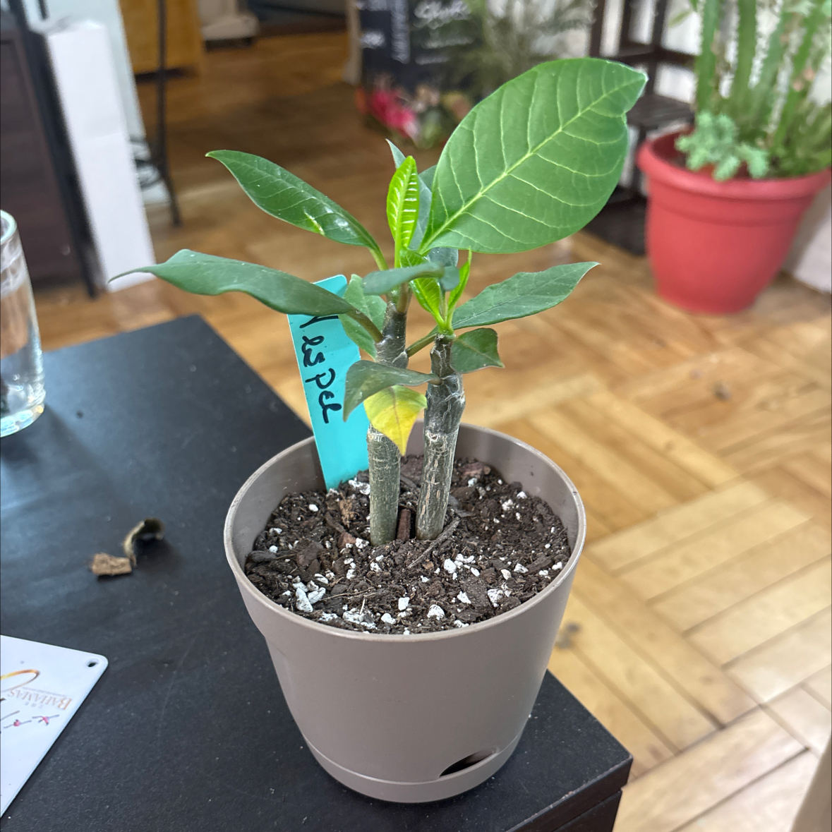 Photo of the plant species PLUMERIA by @FitBrowallia named Vesper on Greg, the plant care app