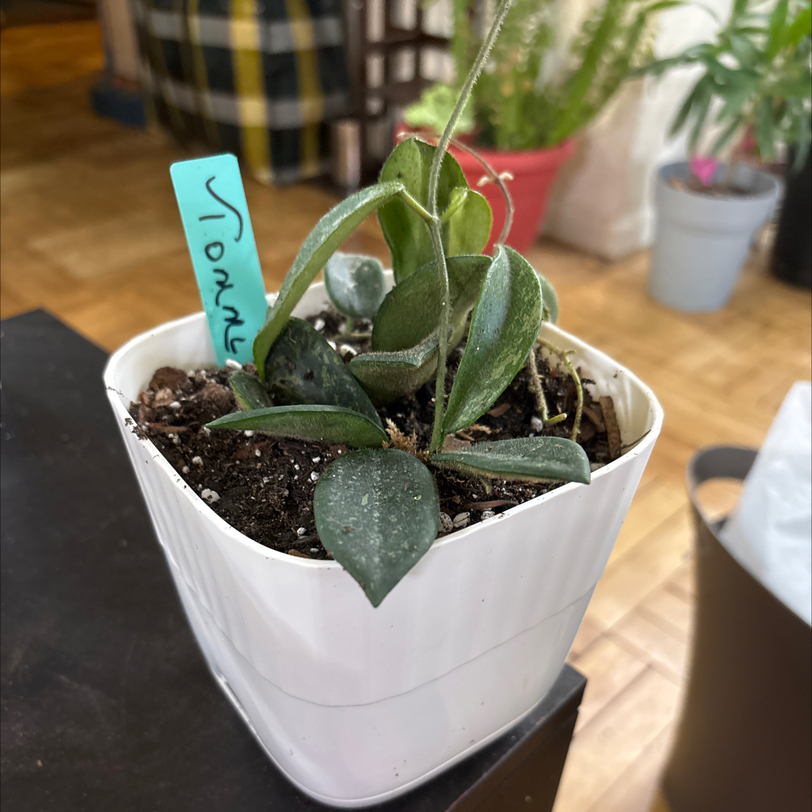 Photo of the plant species Hoya thomsonii silver by @FitBrowallia named Tommi on Greg, the plant care app