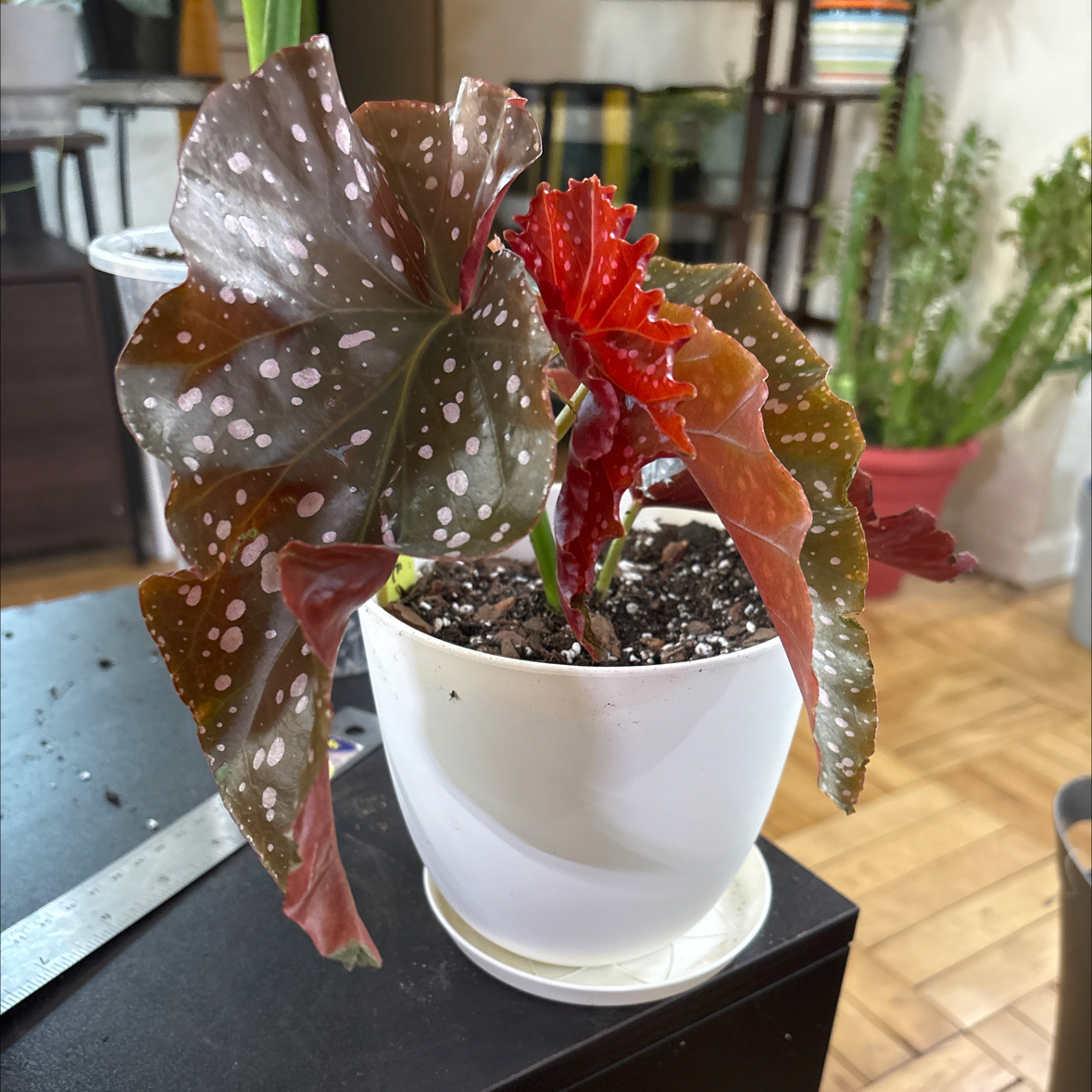 Photo of the plant species Begonia Cracklin Rosie by @FitBrowallia named Rosie on Greg, the plant care app