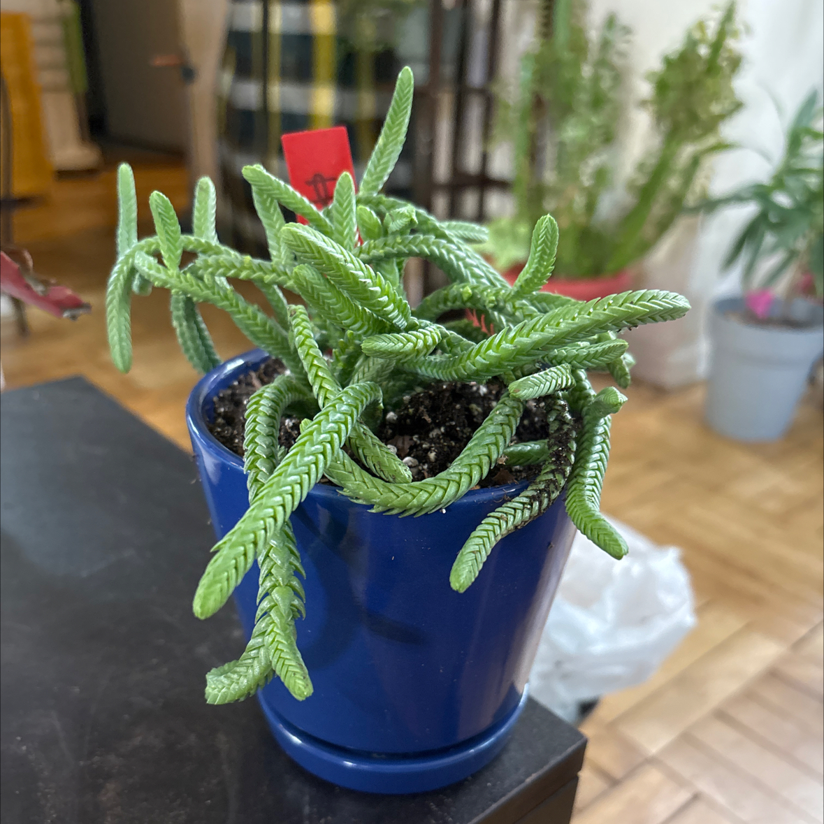 Photo of the plant species Pagoda Mini Jade by @FitBrowallia named Hiss on Greg, the plant care app