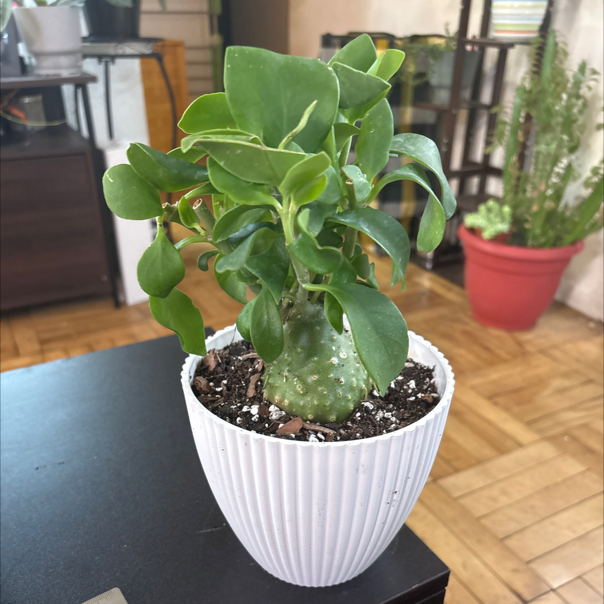 Photo of the plant species Ant plant by @FitBrowallia named Andy on Greg, the plant care app