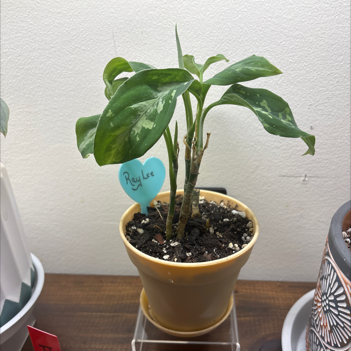 Photo of the plant species Aglaonema pictum 'Bicolor' by @FitBrowallia named Raylee on Greg, the plant care app