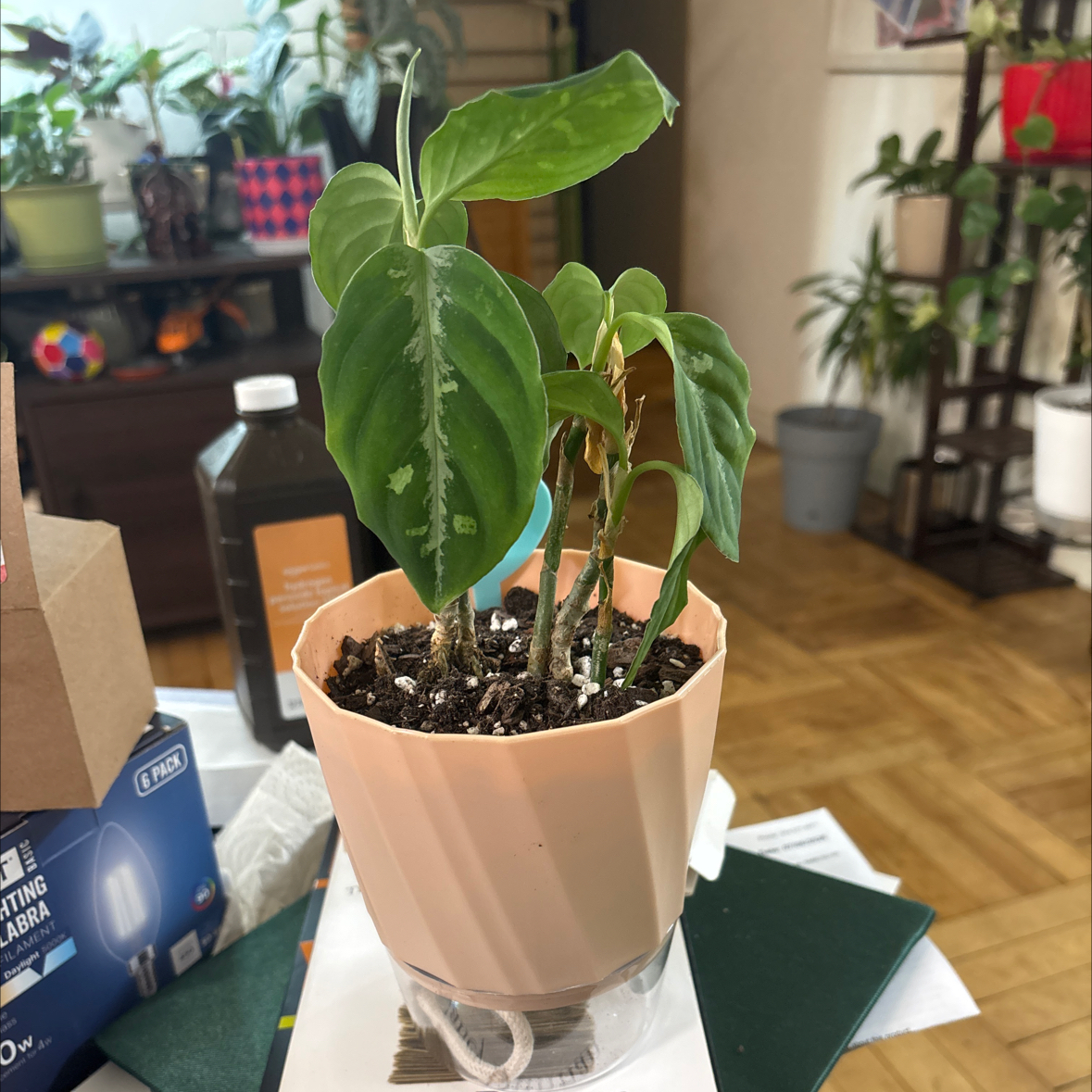 Photo of the plant species Aglaonema pictum 'Bicolor' by @FitBrowallia named Raylee on Greg, the plant care app