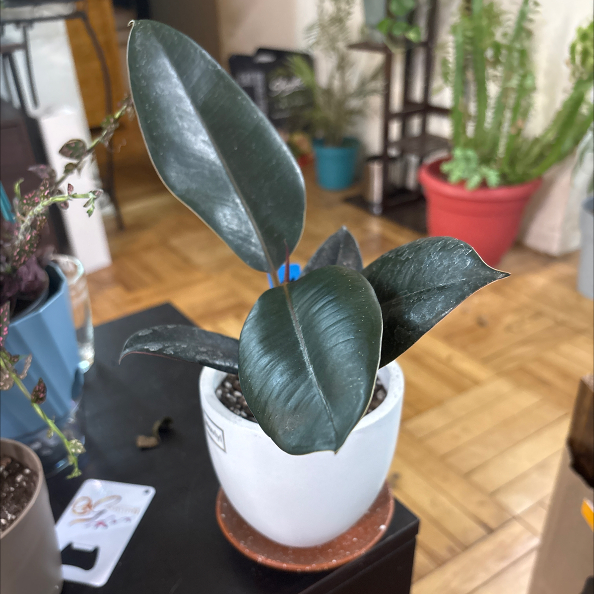 Photo of the plant species Ficus burgundy by @FitBrowallia named Faye on Greg, the plant care app