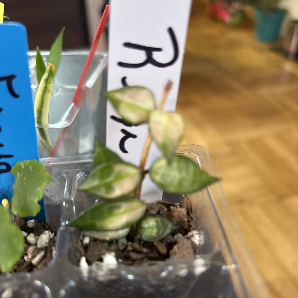 Photo of the plant species Hoya lacunosa by @FitBrowallia named Reign on Greg, the plant care app