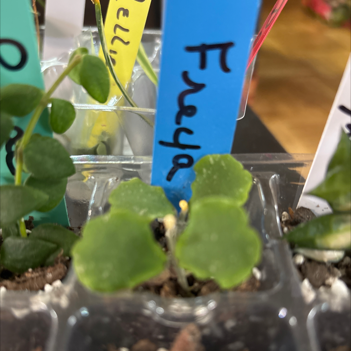 Photo of the plant species Hoya kanyakumariana by @FitBrowallia named Freya on Greg, the plant care app