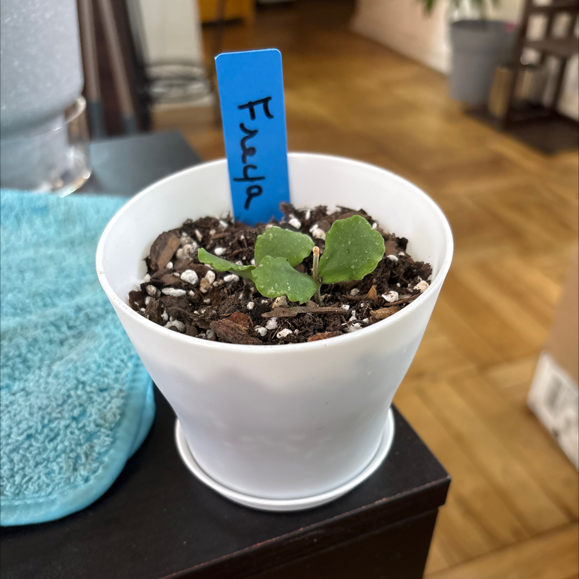 Photo of the plant species Hoya kanyakumariana by @FitBrowallia named Freya on Greg, the plant care app