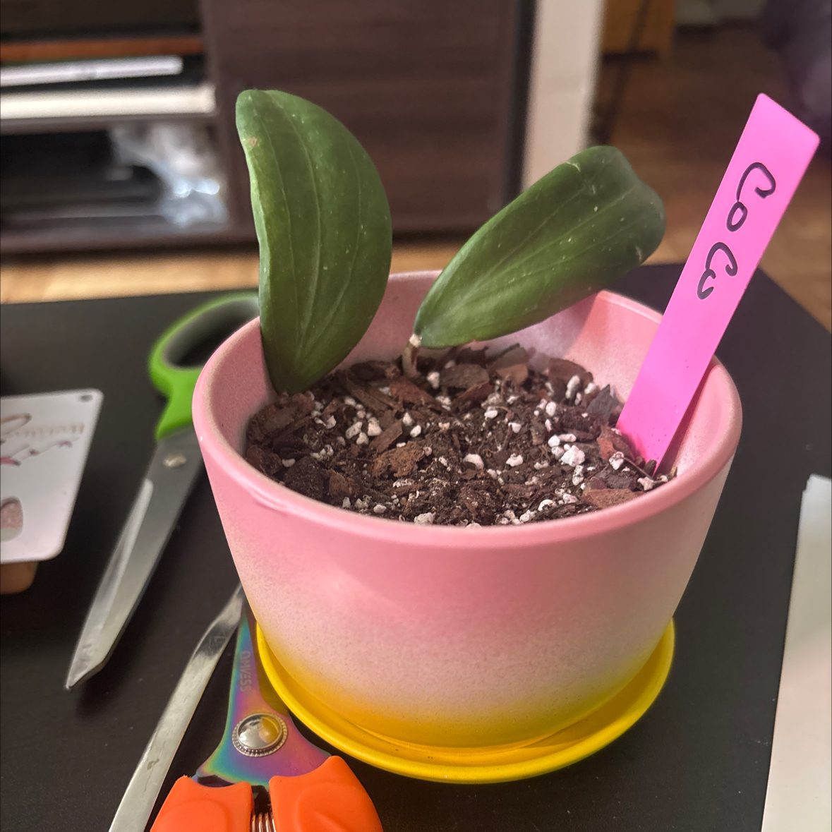 Photo of the plant species Tsangii Odetteae by @FitBrowallia named Coco on Greg, the plant care app