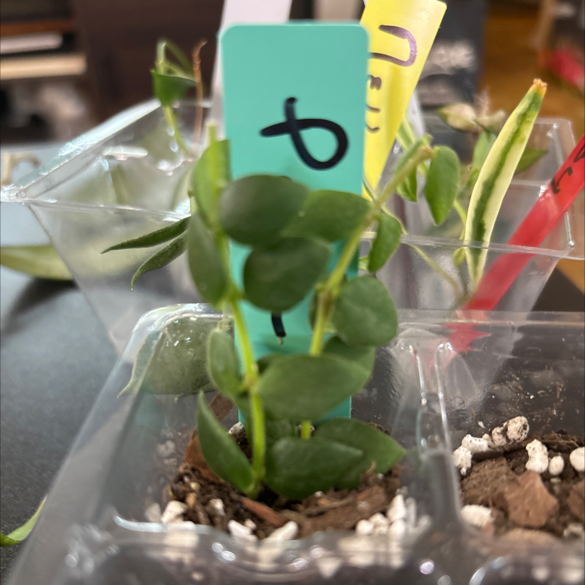Photo of the plant species Hoya Chinghungensis by @FitBrowallia named Pippa on Greg, the plant care app