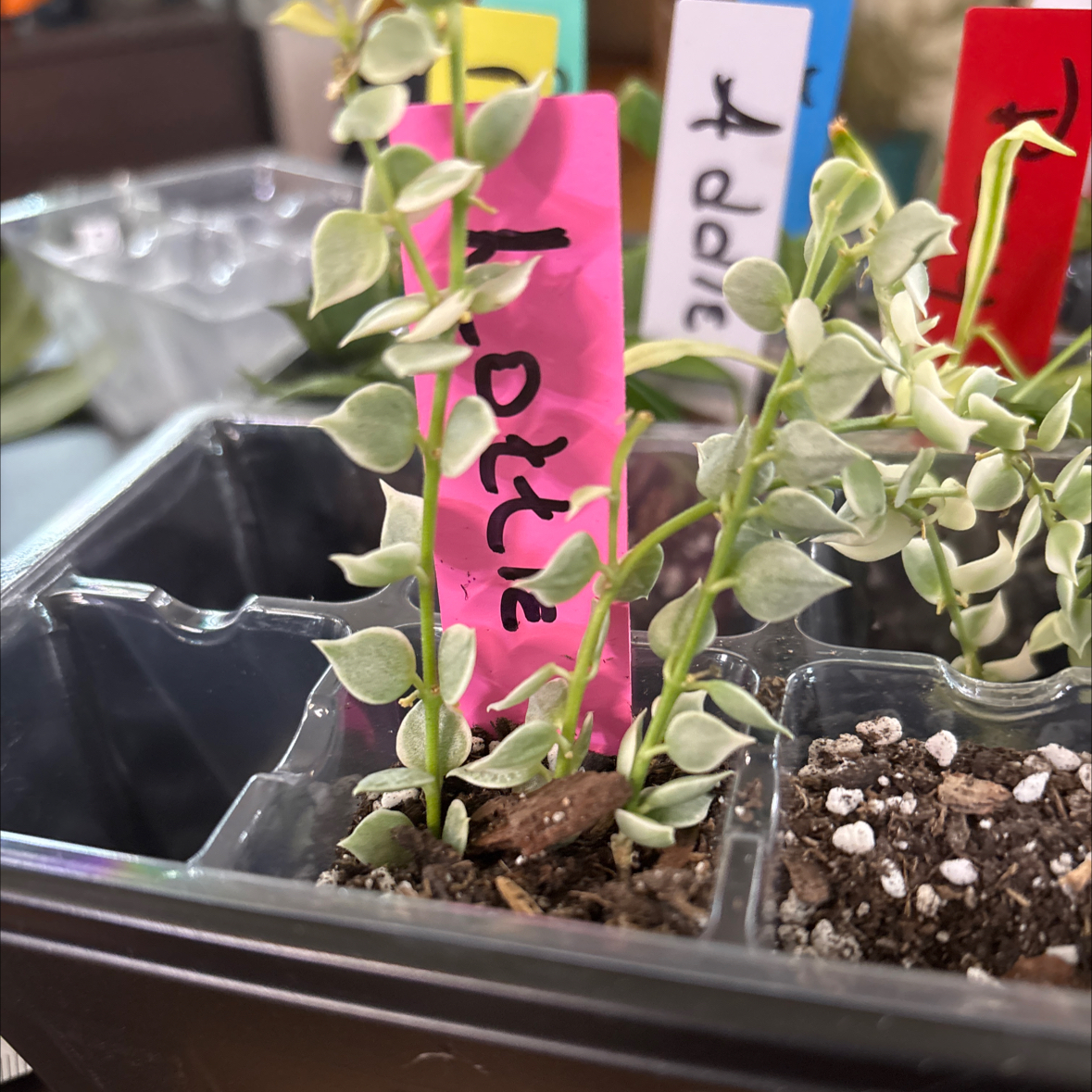 Photo of the plant species Million Hearts Dischidia by @FitBrowallia named Lottie on Greg, the plant care app