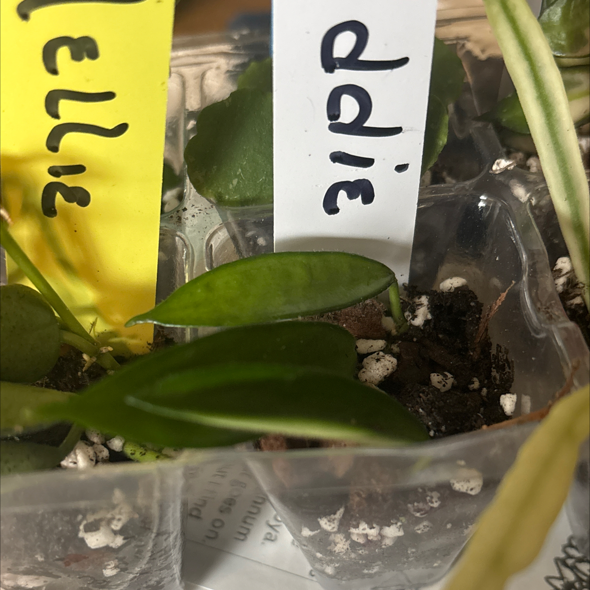Photo of the plant species Waxplant by @FitBrowallia named Addie on Greg, the plant care app
