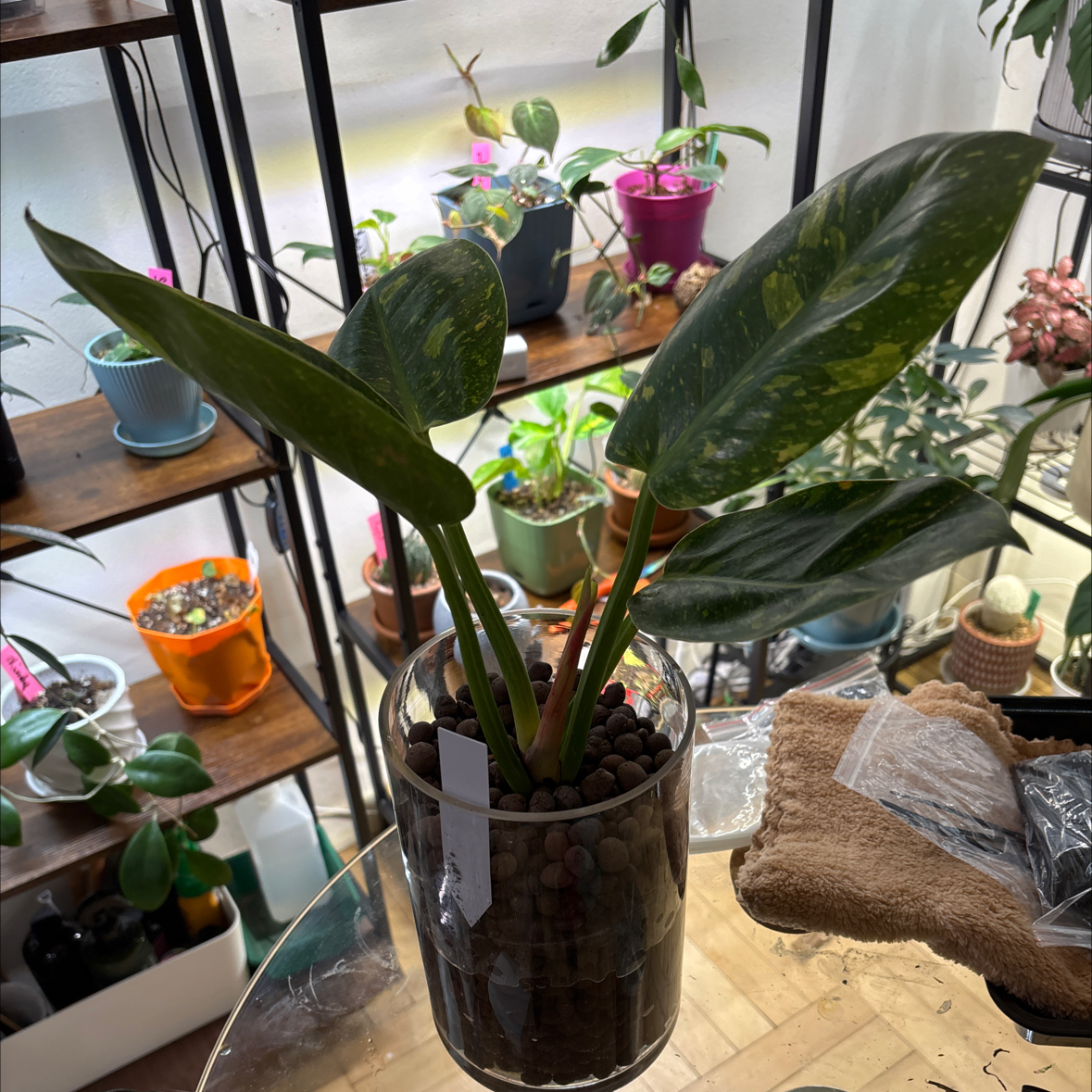 Photo of the plant species Variegated Green Congo Philodendron by @FitBrowallia named Silas on Greg, the plant care app