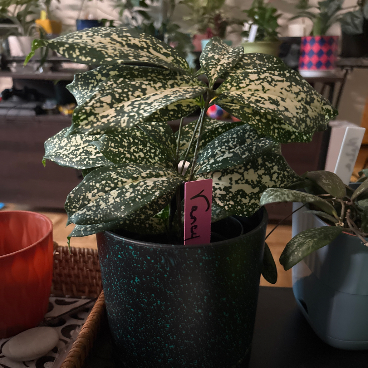 Photo of the plant species Dracaena 'Florida Beauty' by @FitBrowallia named Vancy on Greg, the plant care app