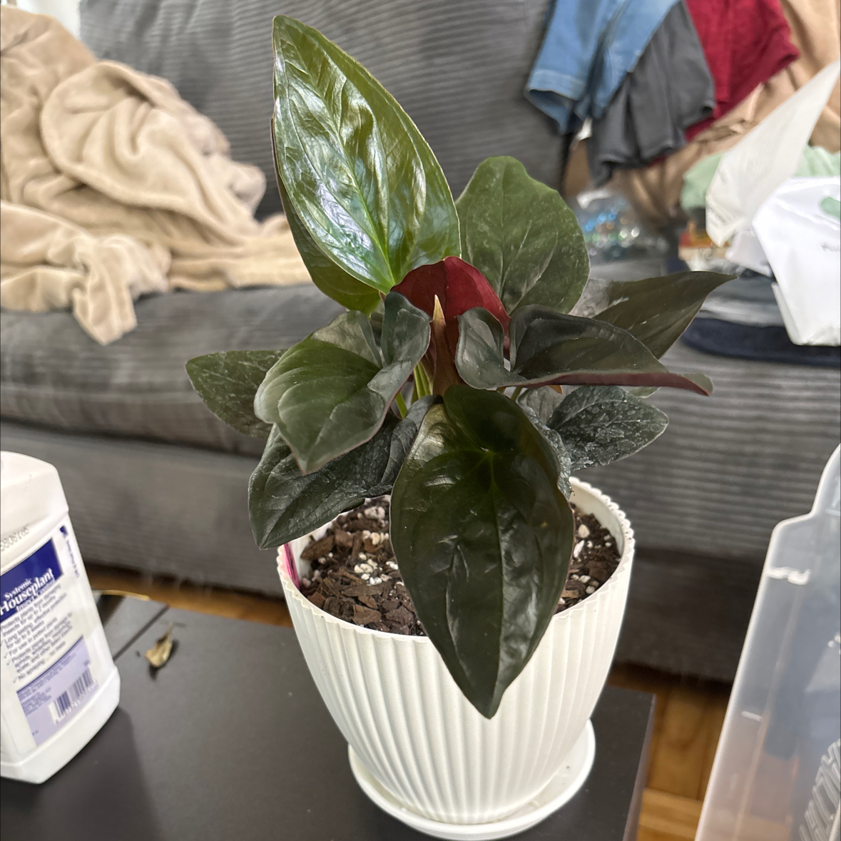 Photo of the plant species Arrowhead Vine 'Red Arrow' by @FitBrowallia named Edna on Greg, the plant care app
