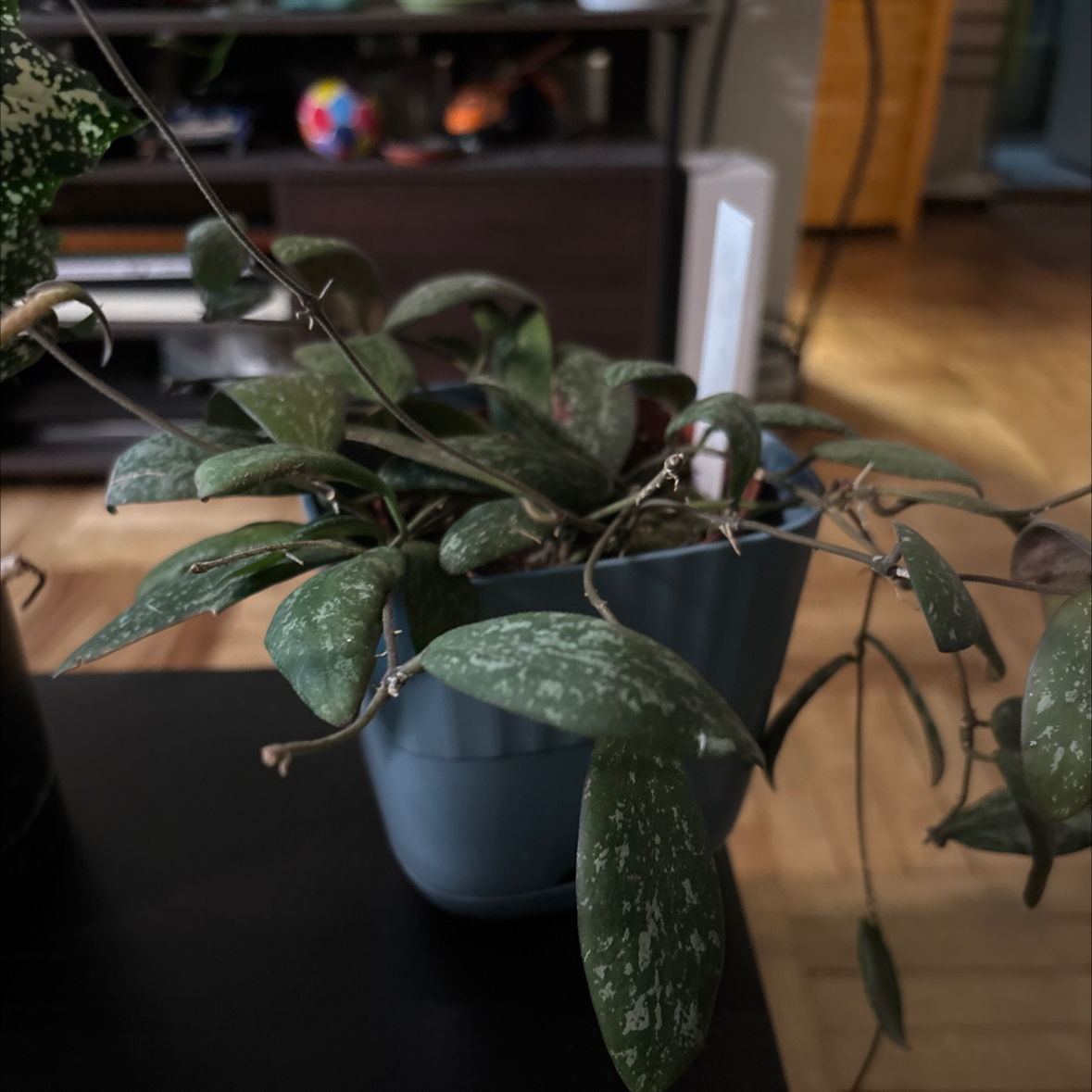 Photo of the plant species hoya sigillatis by @FitBrowallia named Melia on Greg, the plant care app