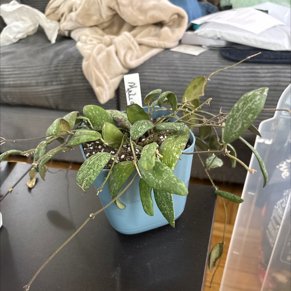 Photo of the plant species hoya sigillatis by @FitBrowallia named Melia on Greg, the plant care app