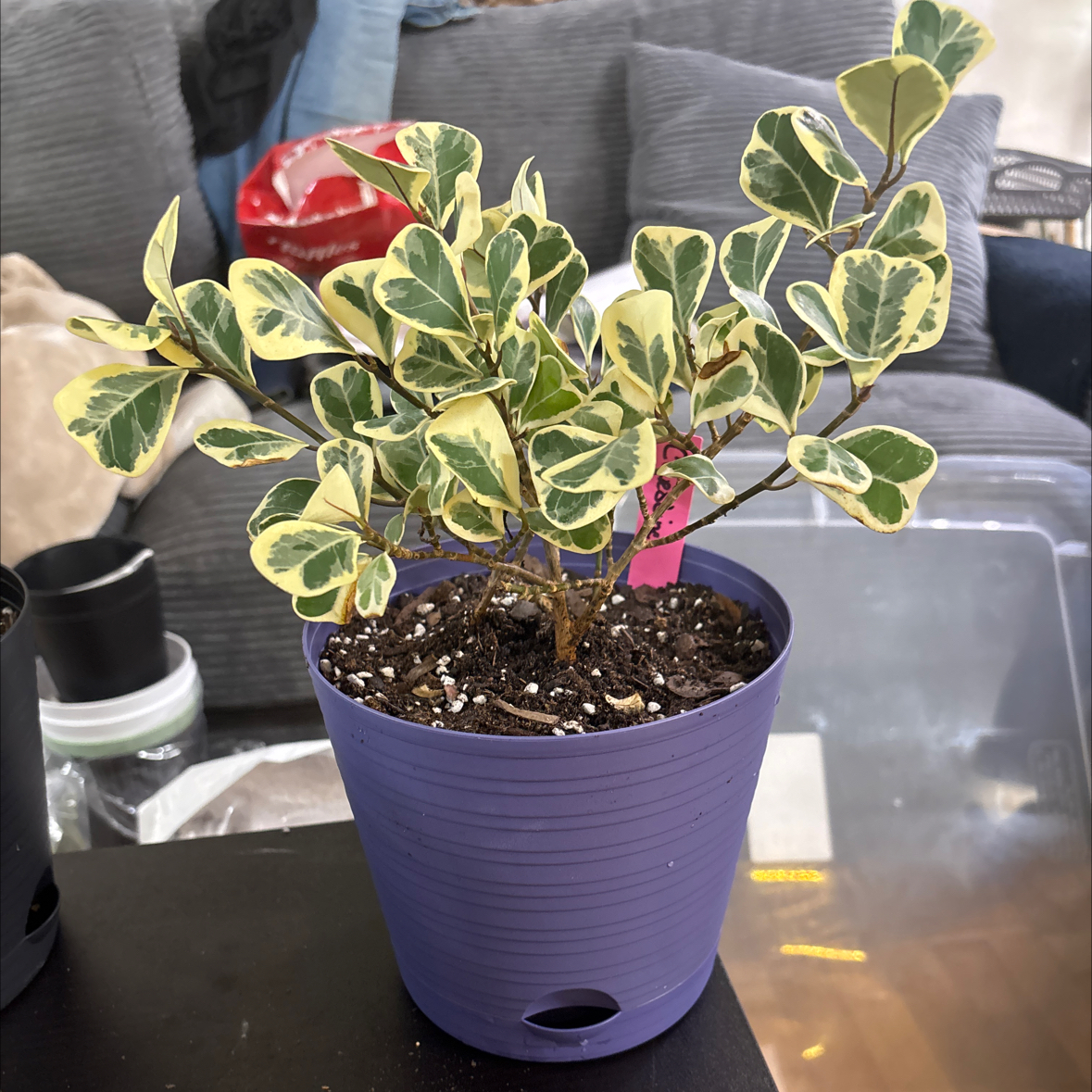 Photo of the plant species Ficus triangularis 'Variegata' by @FitBrowallia named Caroline on Greg, the plant care app