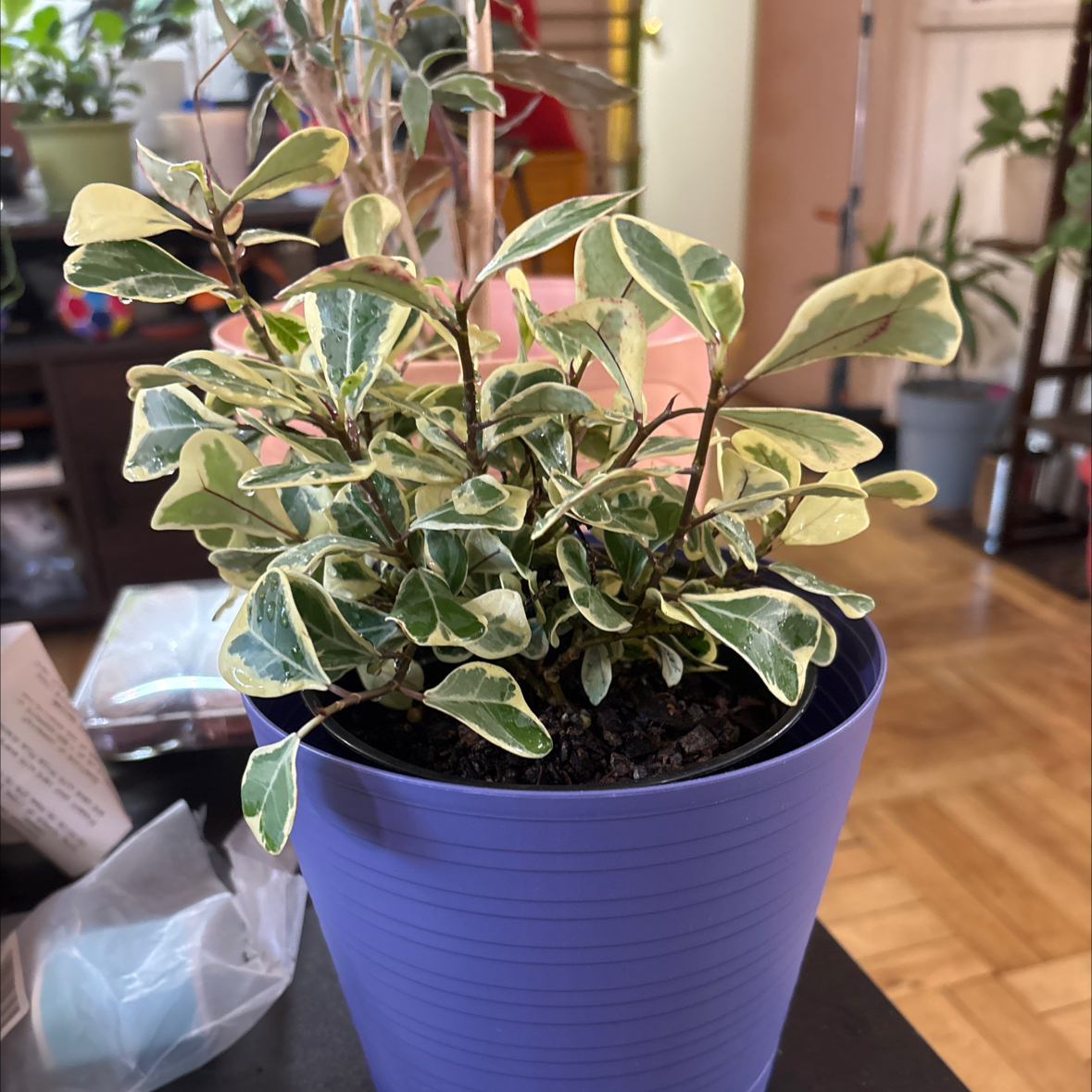 Photo of the plant species Ficus triangularis 'Variegata' by @FitBrowallia named Caroline on Greg, the plant care app