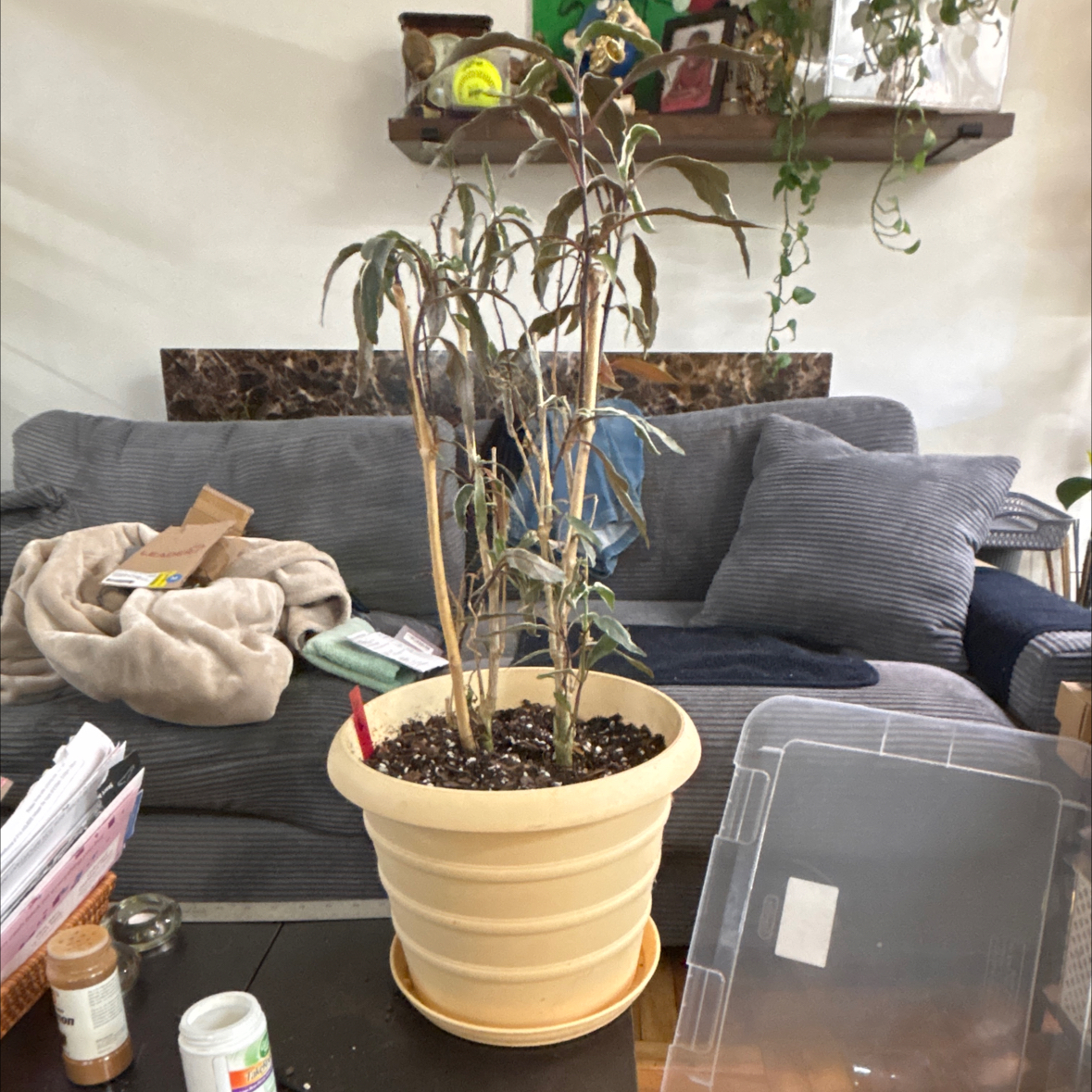 Photo of the plant species Stainless Steel by @FitBrowallia named Bud on Greg, the plant care app