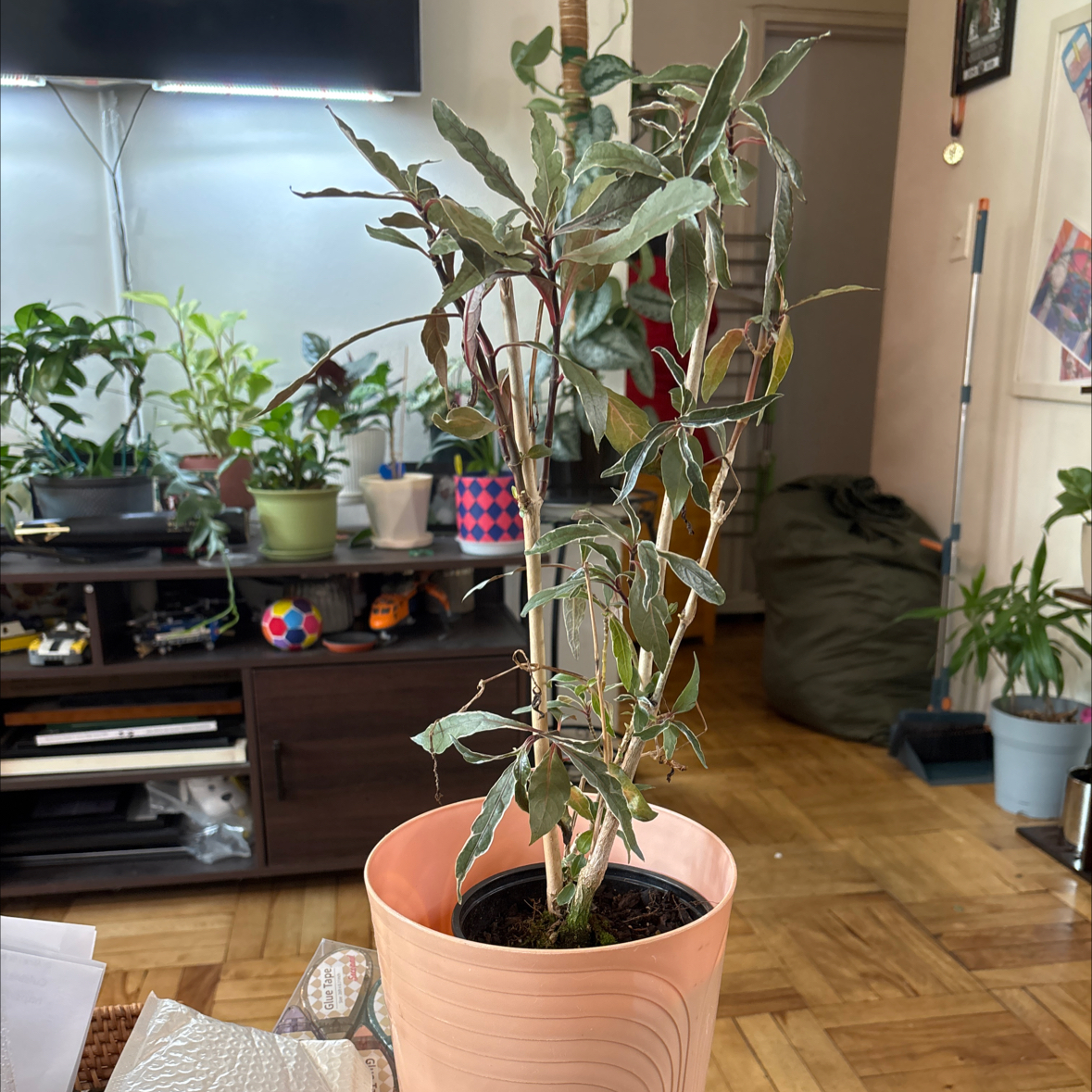 Photo of the plant species Stainless Steel by @FitBrowallia named Bud on Greg, the plant care app