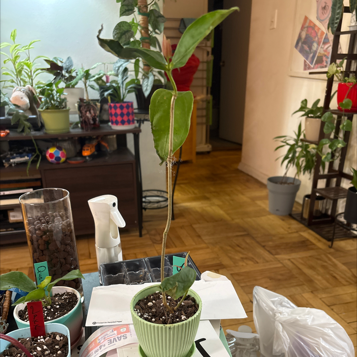 Photo of the plant species Coral Medinilla by @FitBrowallia named Dion on Greg, the plant care app