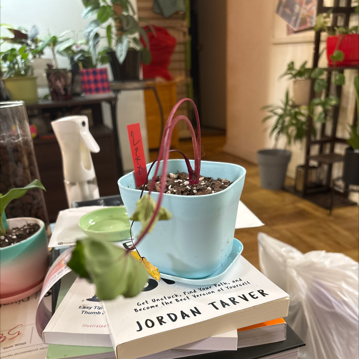 Photo of the plant species Hawaiian Punch Taro by @FitBrowallia named Jaxx on Greg, the plant care app