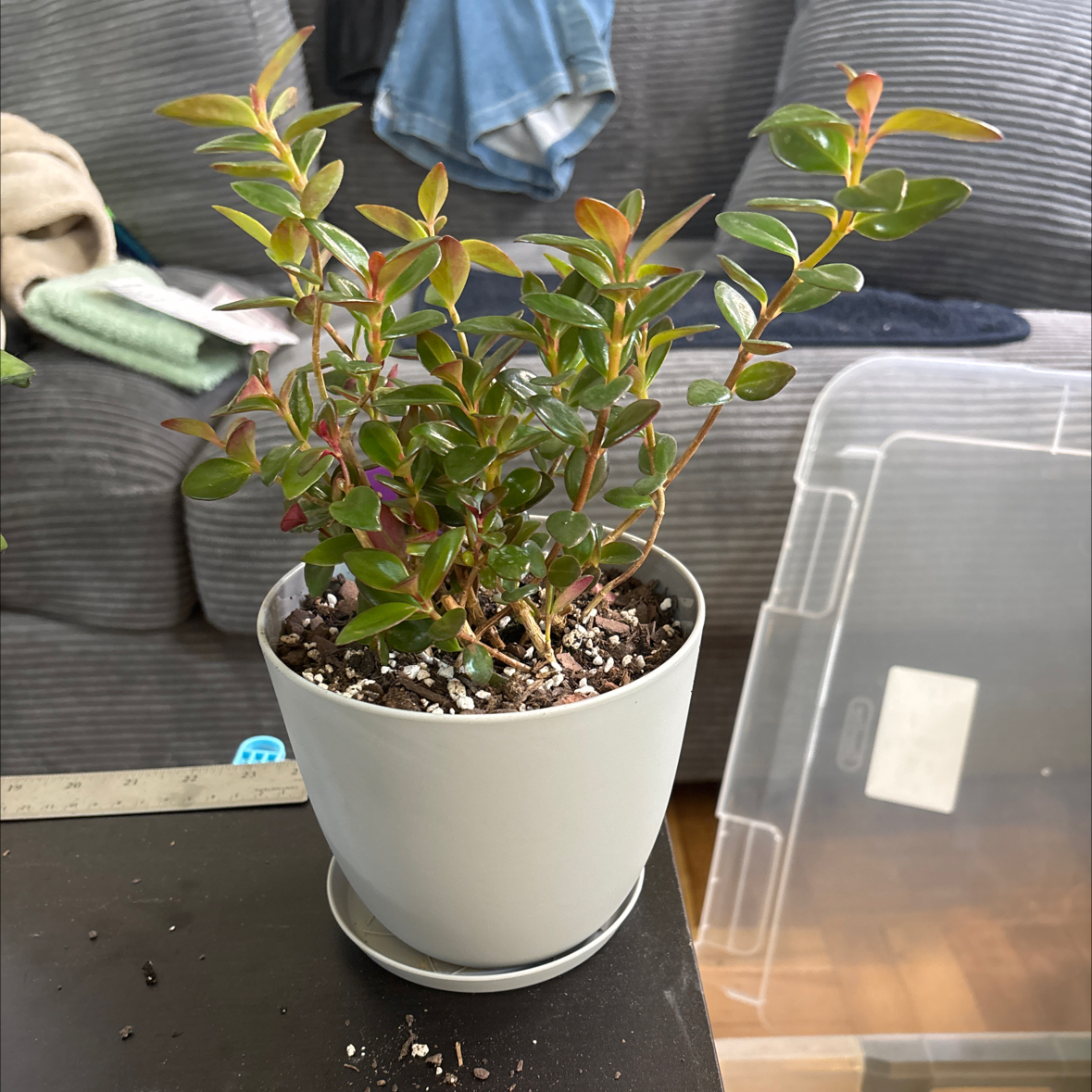 Photo of the plant species Black Goldfish Plant by @FitBrowallia named Renley on Greg, the plant care app