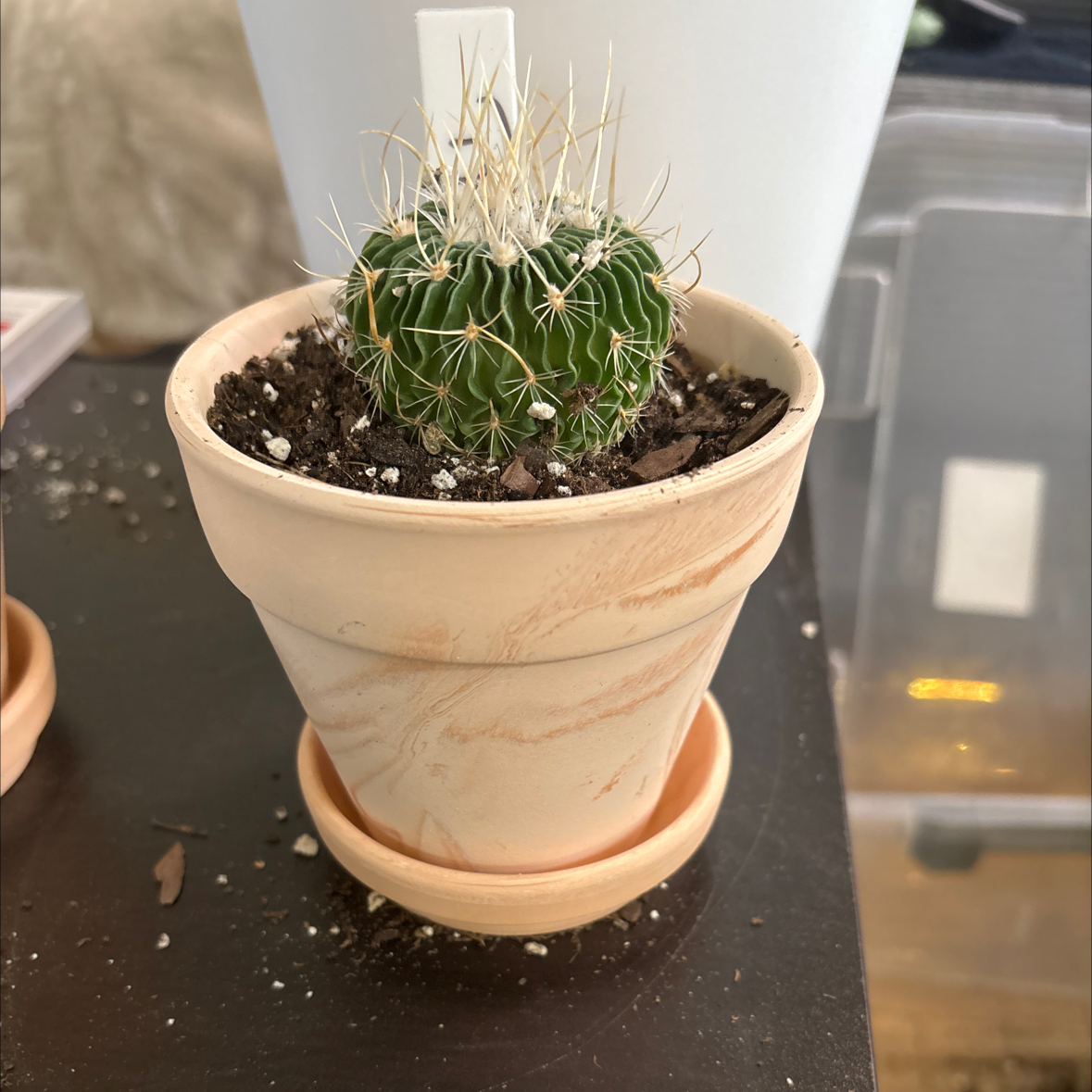Photo of the plant species Zacatecas Echinofossulocactus by @FitBrowallia named Thai on Greg, the plant care app