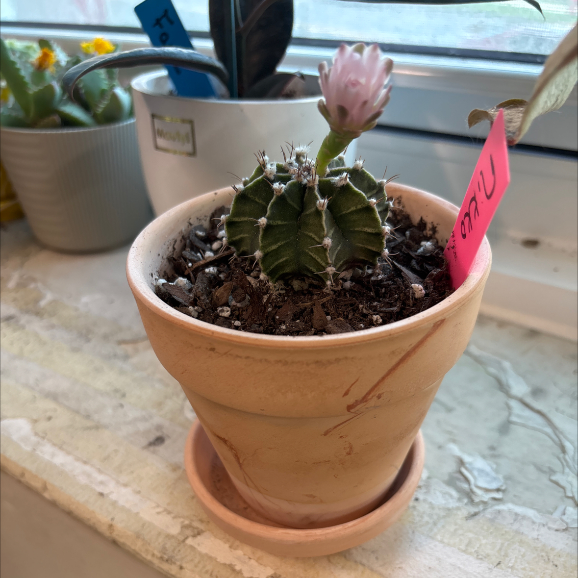 Photo of the plant species Gymnocalycium stenopleurum by @FitBrowallia named Nikko on Greg, the plant care app