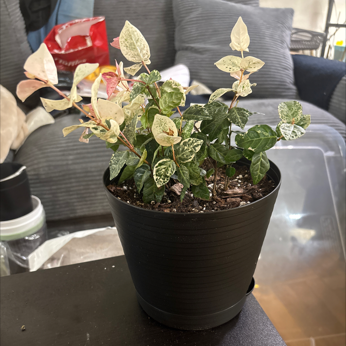 Photo of the plant species Asian Jasmine by @FitBrowallia named Pinky on Greg, the plant care app