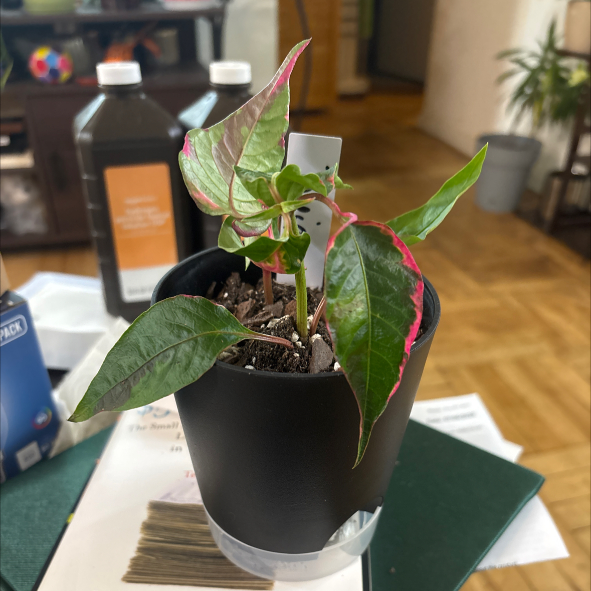 Photo of the plant species Party Time Alternanthera by @FitBrowallia named Reign on Greg, the plant care app