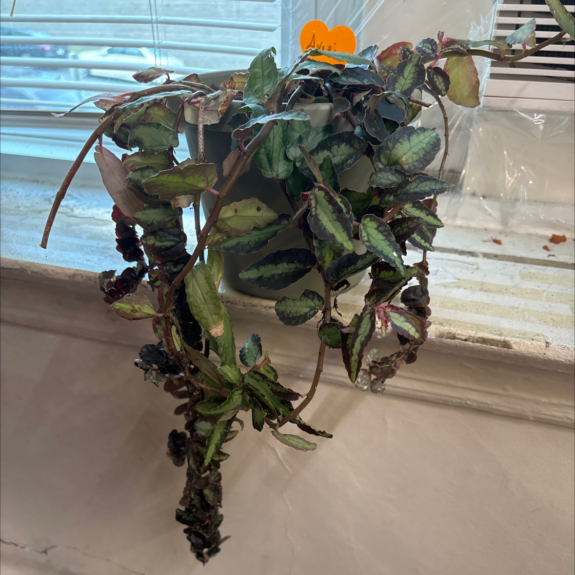 Photo of the plant species Watermelon Begonia by @FitBrowallia named Averi (Mel) on Greg, the plant care app