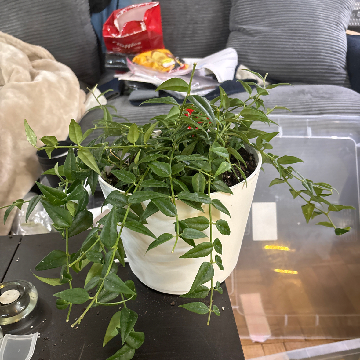 Photo of the plant species Hoya Bella by @FitBrowallia named Olivia on Greg, the plant care app