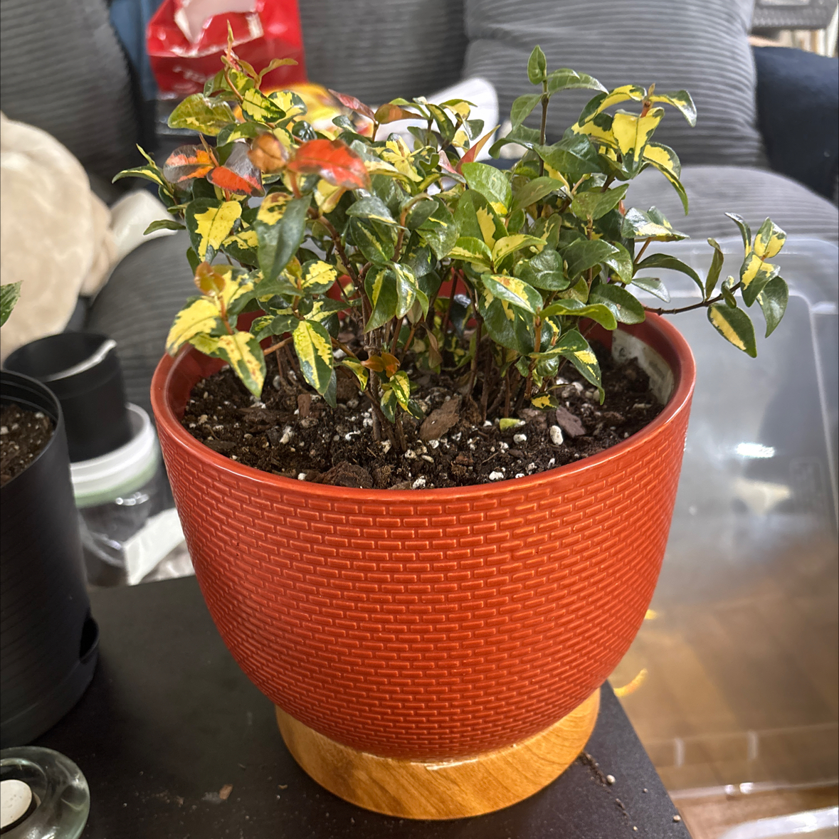 Photo of the plant species Asian Jasmine by @FitBrowallia named Rori on Greg, the plant care app