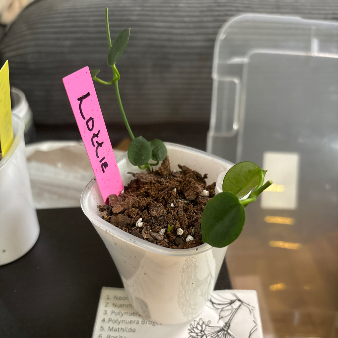 Photo of the plant species Hoya lithophytica by @FitBrowallia named Lottie on Greg, the plant care app