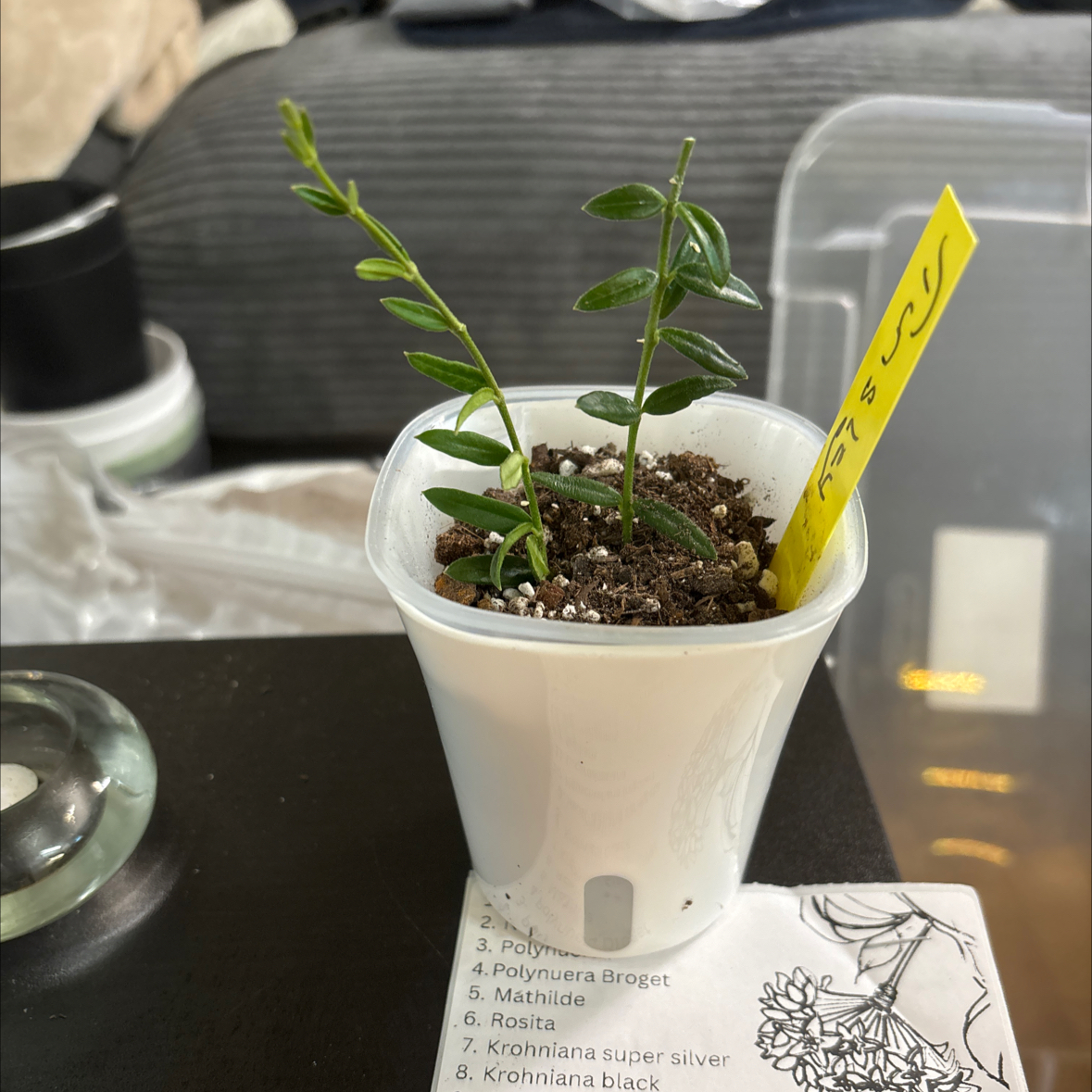 Photo of the plant species Waxflower by @FitBrowallia named Tinsley on Greg, the plant care app